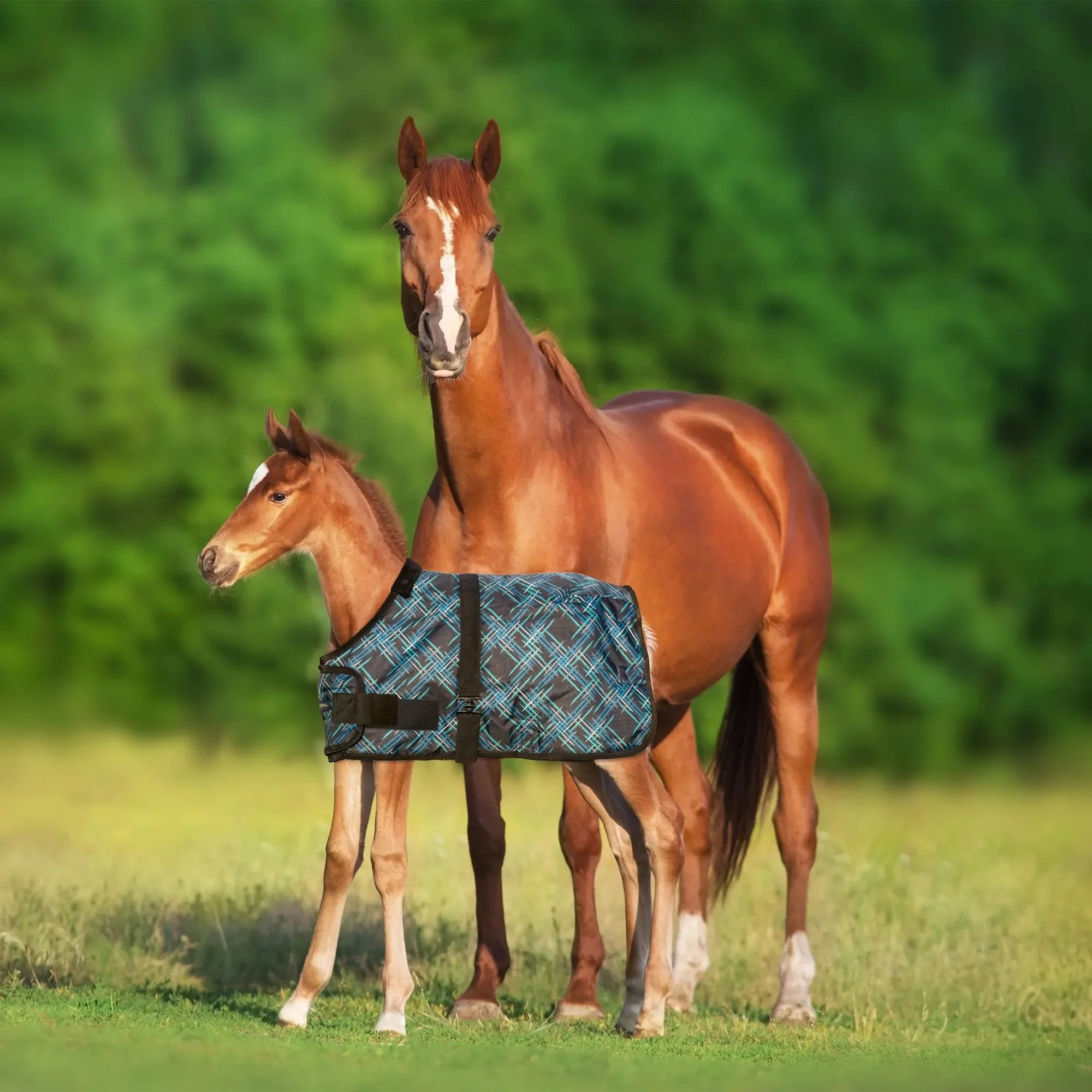 1200D 180G Waterproof & Breathable Adjustable Foal Blanket - Image 5