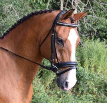 Black Oak Larkspur Dressage Bridle