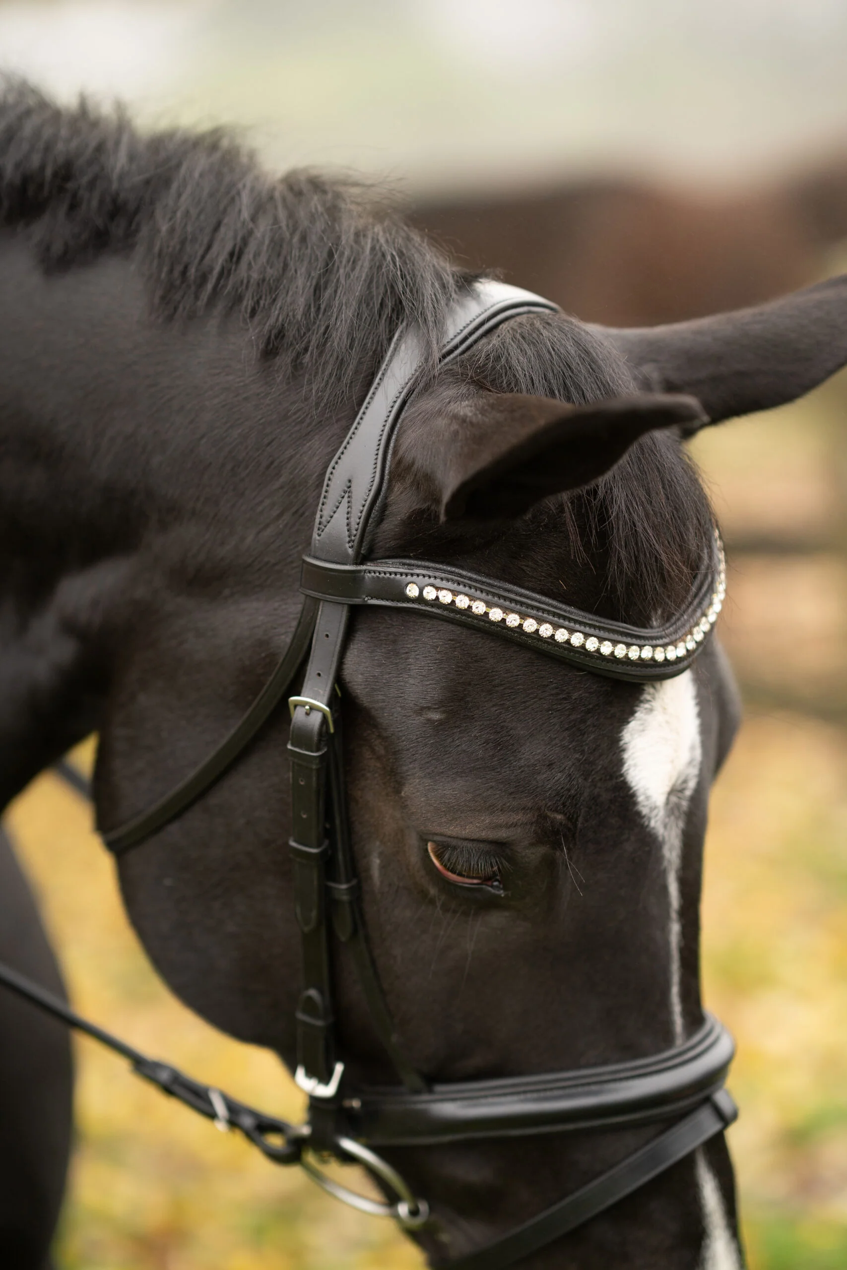 Black Oak Magnolia Dressage Bridle - Image 2