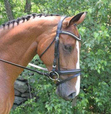 Black Oak Magnolia Dressage Bridle - Image 4