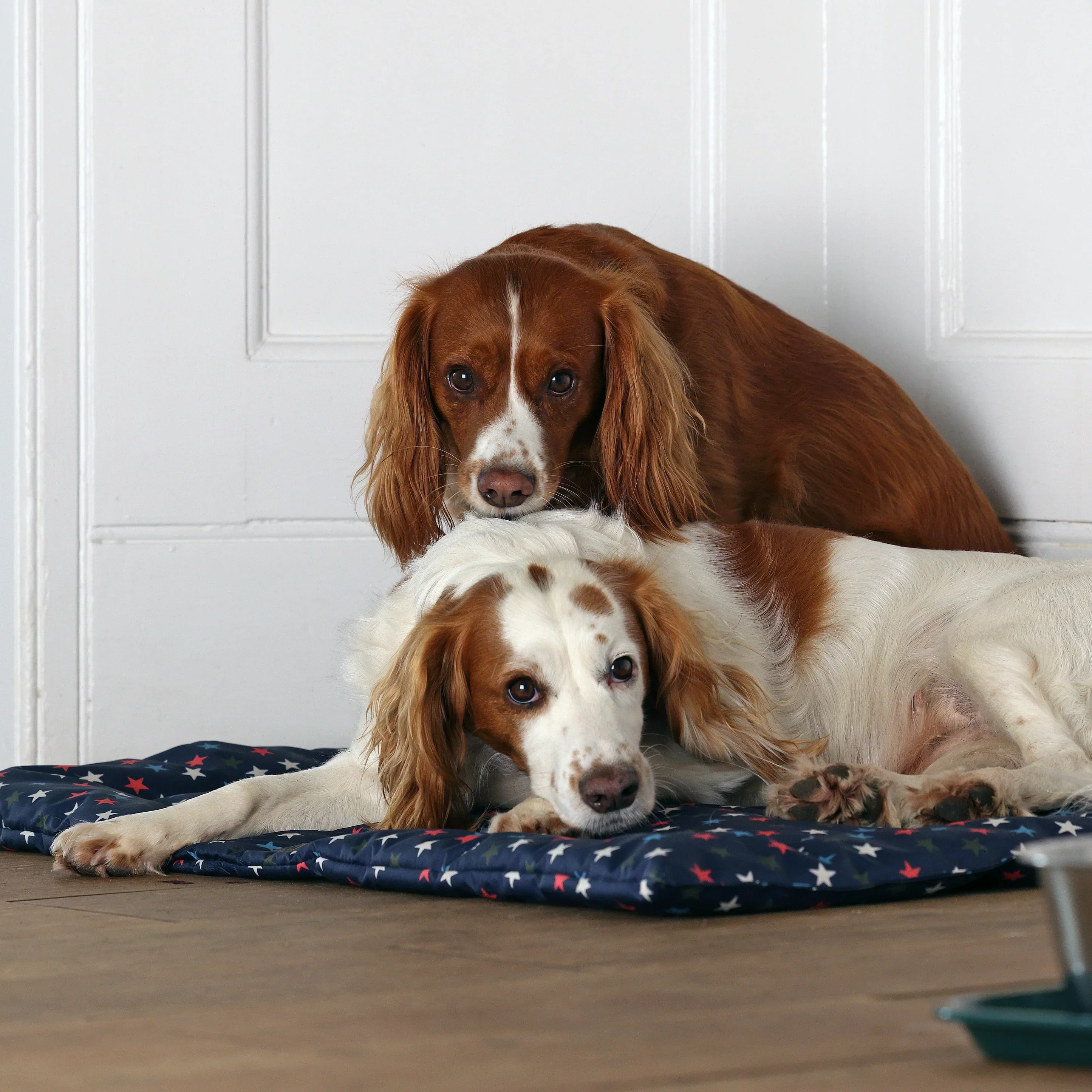Digby & Fox Waterproof Padded Dog Bed - Image 4