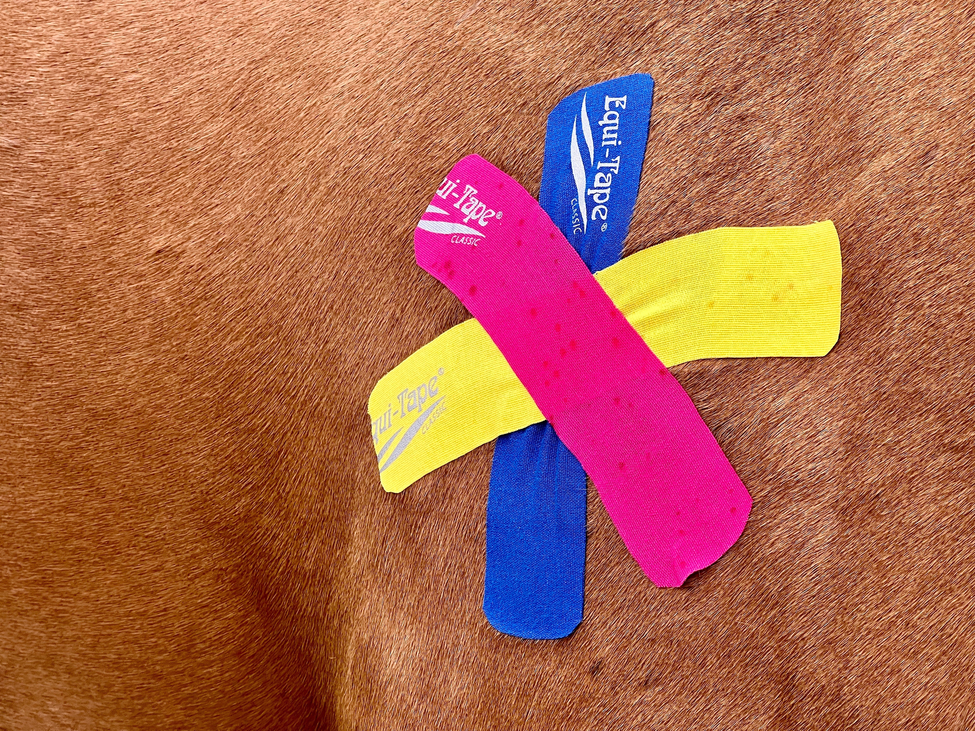 Equi-Tape® Fundamentals Course & Module Bundle - Image 22