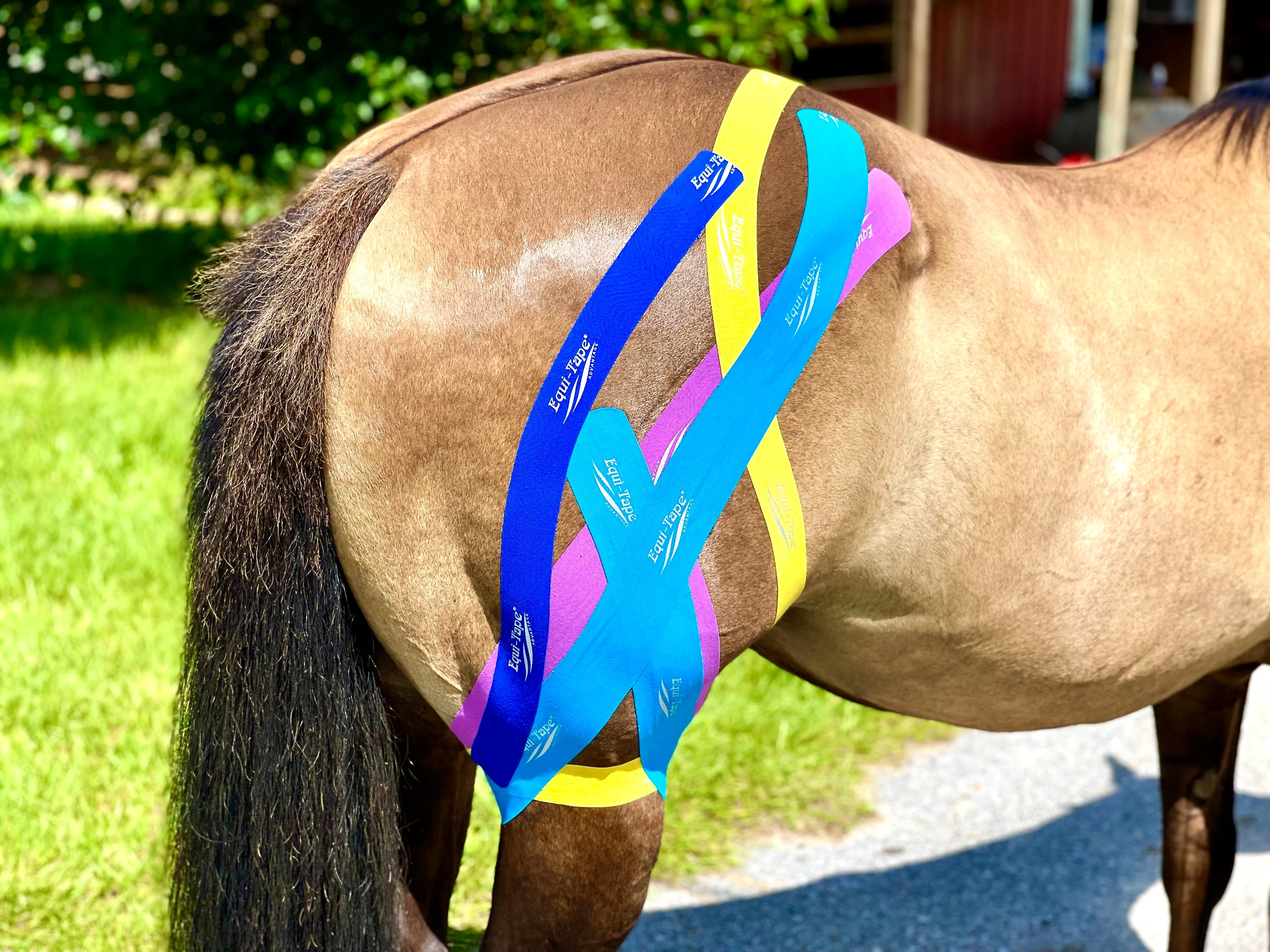 Equi-Tape® Fundamentals Course & Module Bundle - Image 26