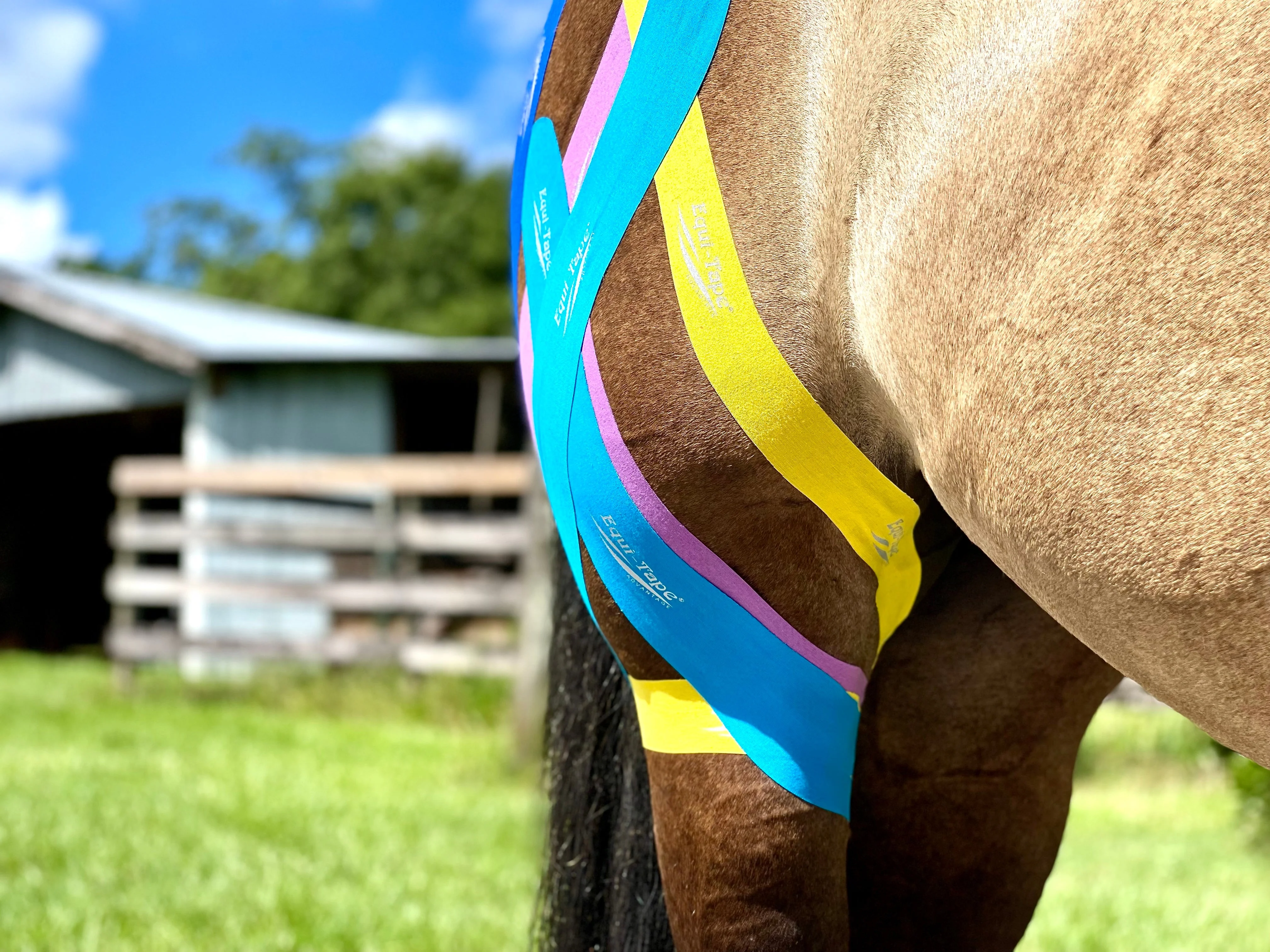 Equi-Tape® Fundamentals Course & Module Bundle - Image 27