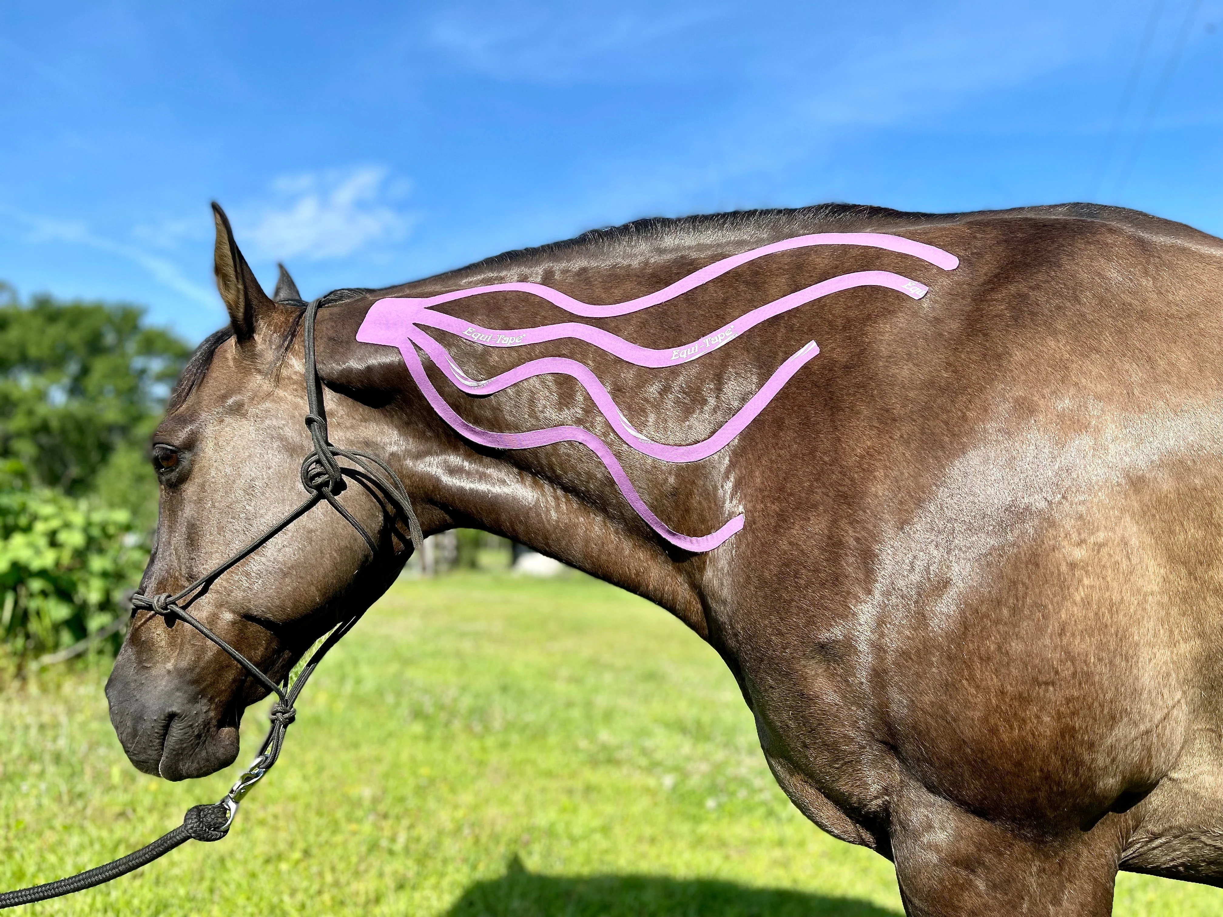 Equi-Tape® Fundamentals Course & Module Bundle - Image 35