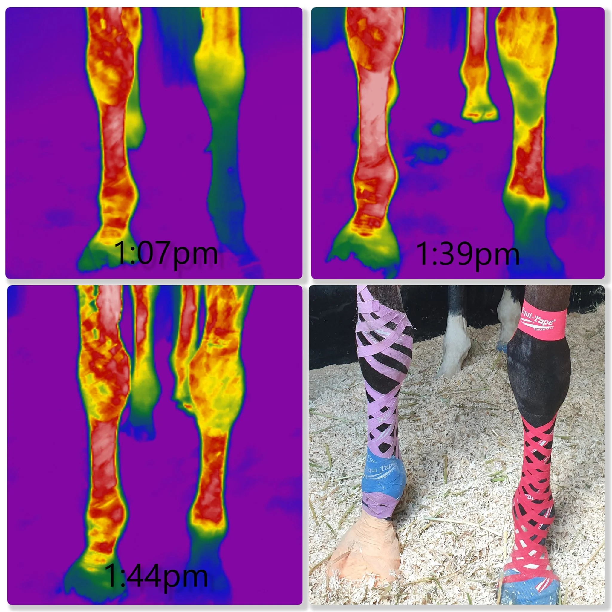 Equi-Tape® Fundamentals Course & Module Bundle - Image 7