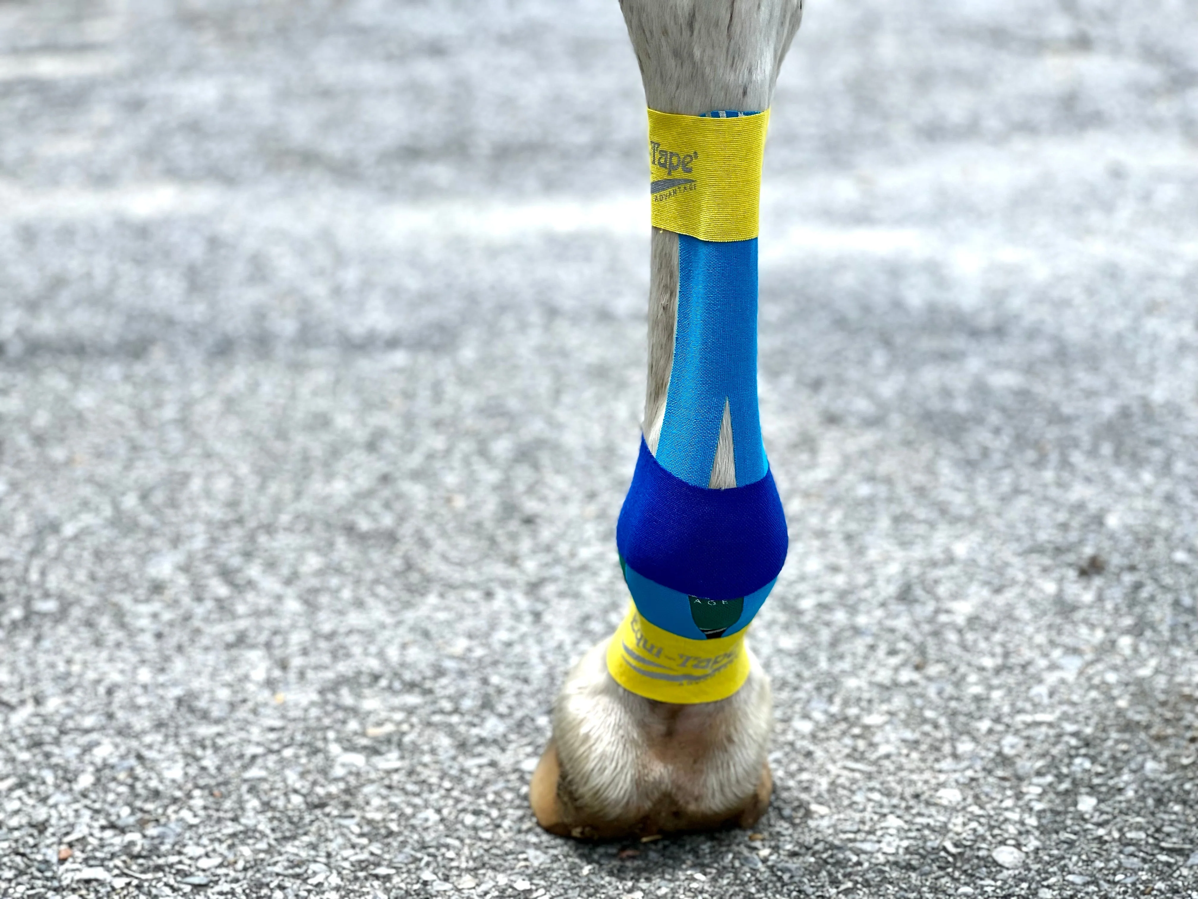 Equi-Tape® Fundamentals Course & Module Bundle - Image 9