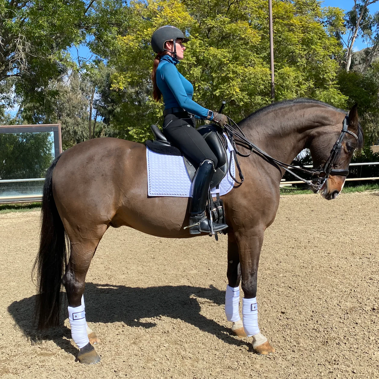 European Cotton Dressage Saddle Pad - Image 7