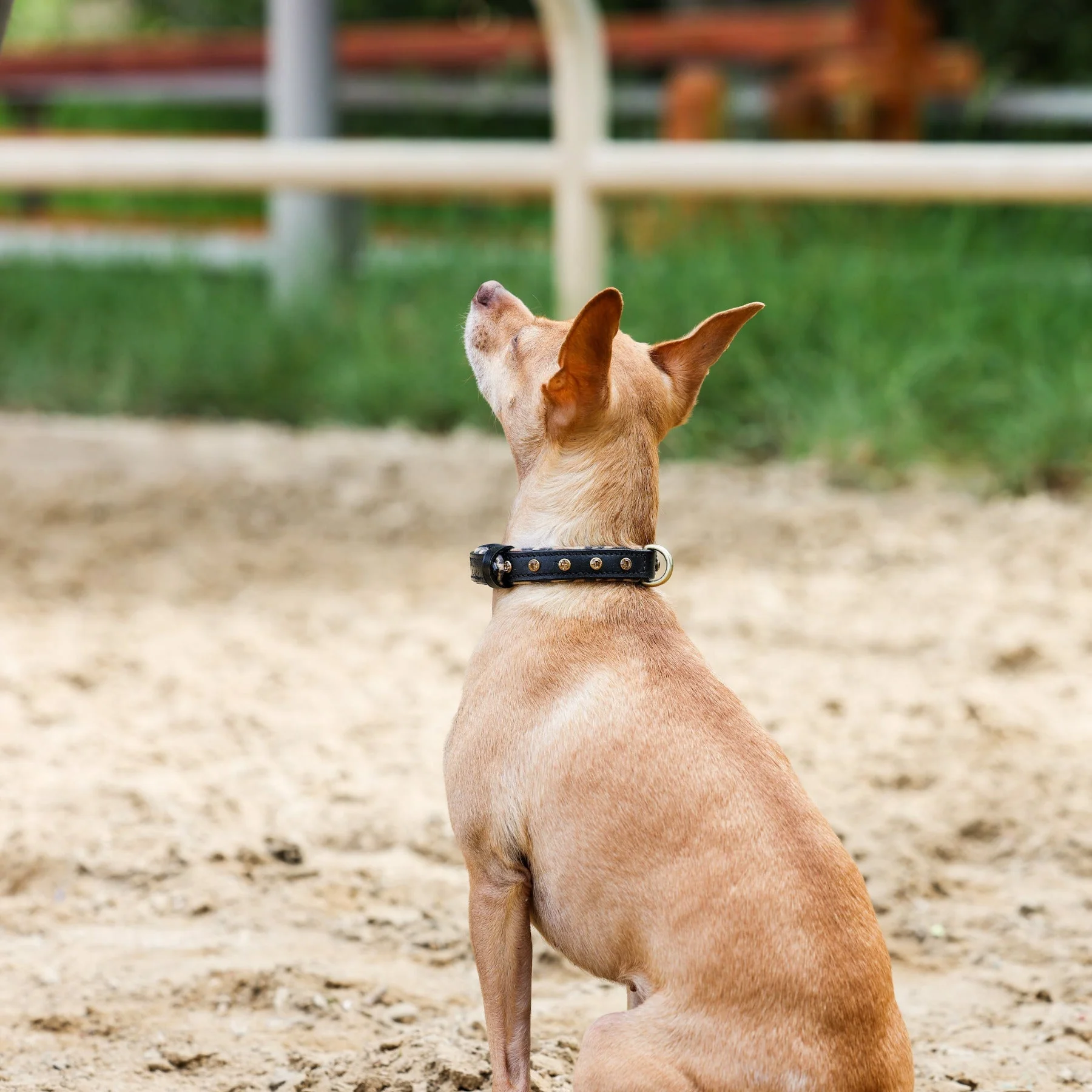 Halter Ego® Black Leather Safari Dog Collar - Image 4