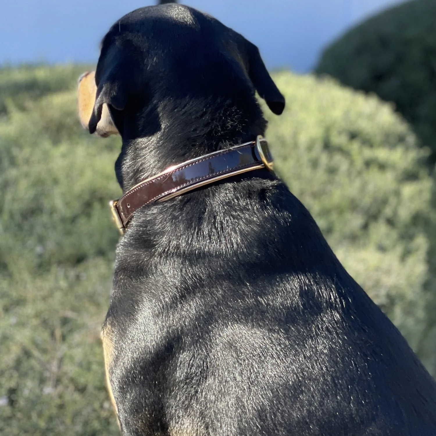 Halter Ego® Brown Patent Florence Dog Collar - Image 3