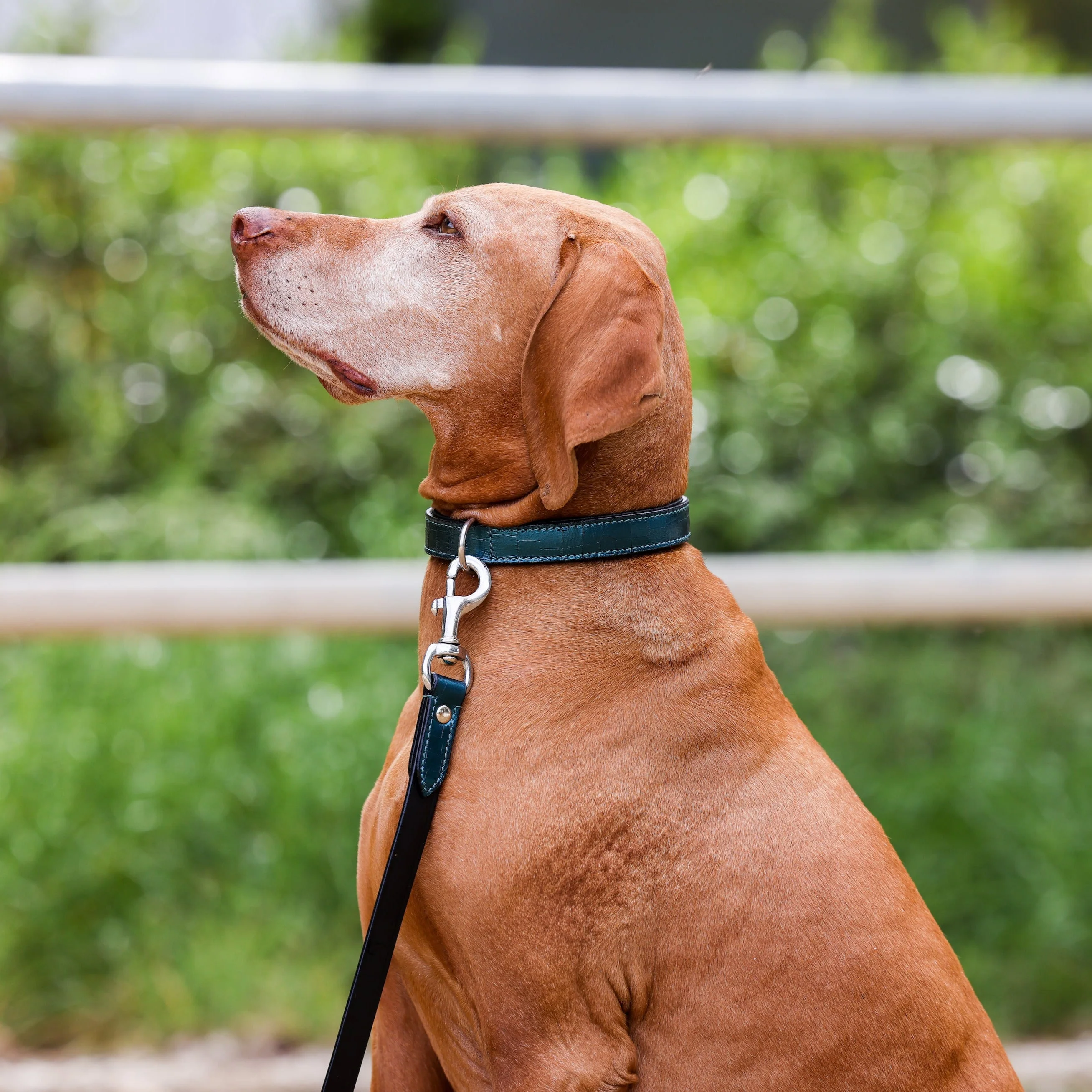 Halter Ego® Metallic Teal Dog Leash - Image 2