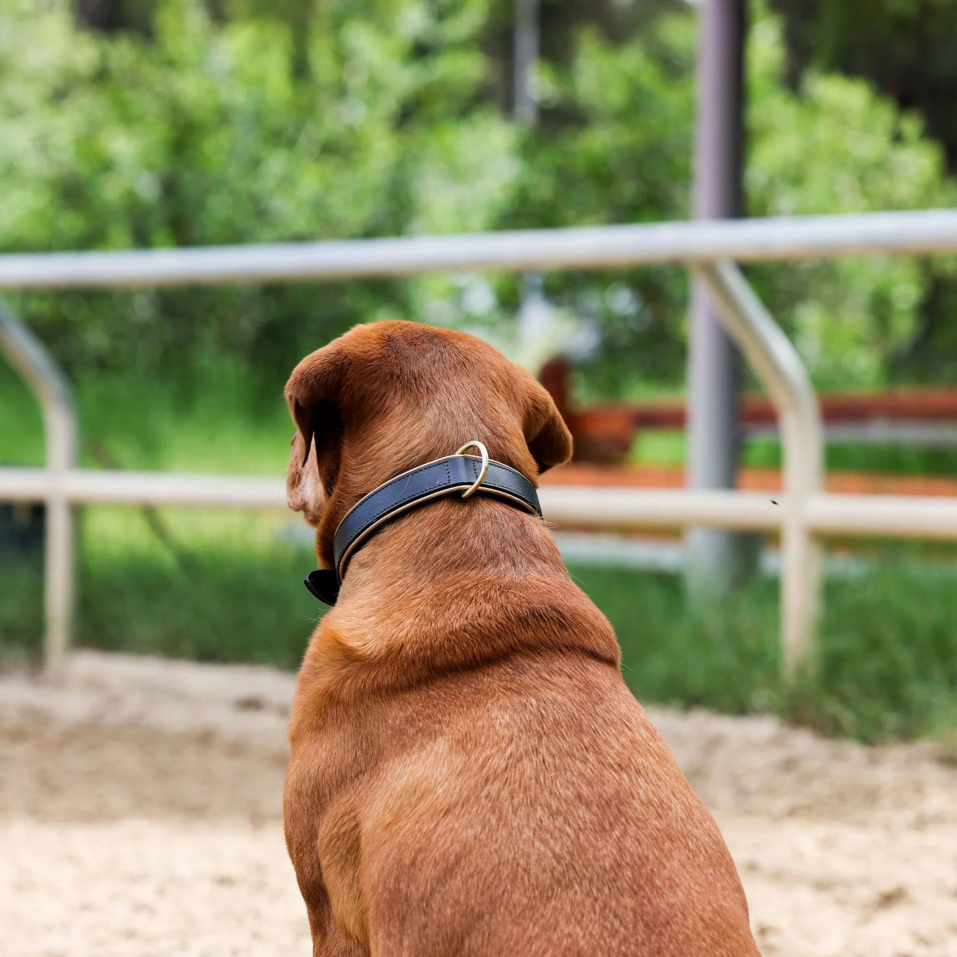 Halter Ego® Milan - Black Leather & Burnished Gold Trim Dog Collar - Image 2