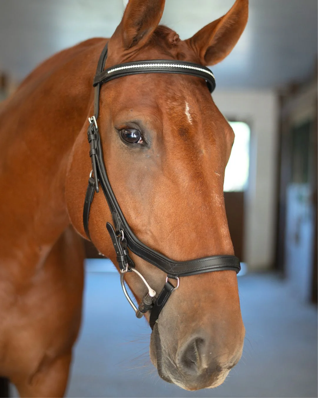 Hidden Flash!  Pro-Fit Comfortable Bridle - Image 2
