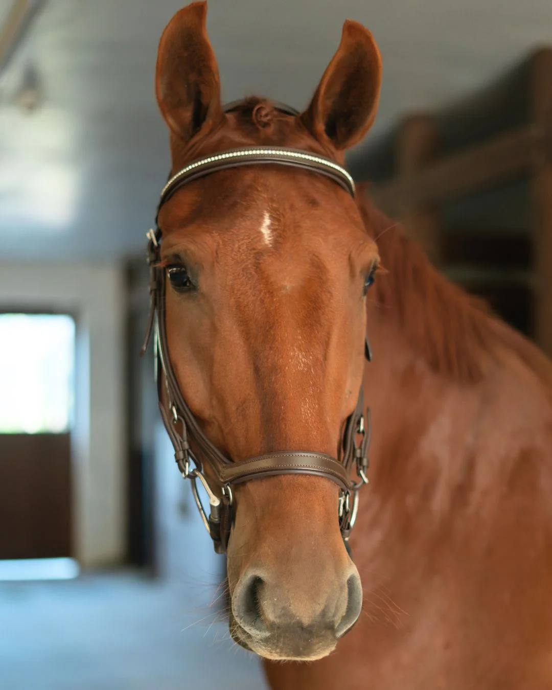 Hidden Flash!  Pro-Fit Comfortable Bridle - Image 3