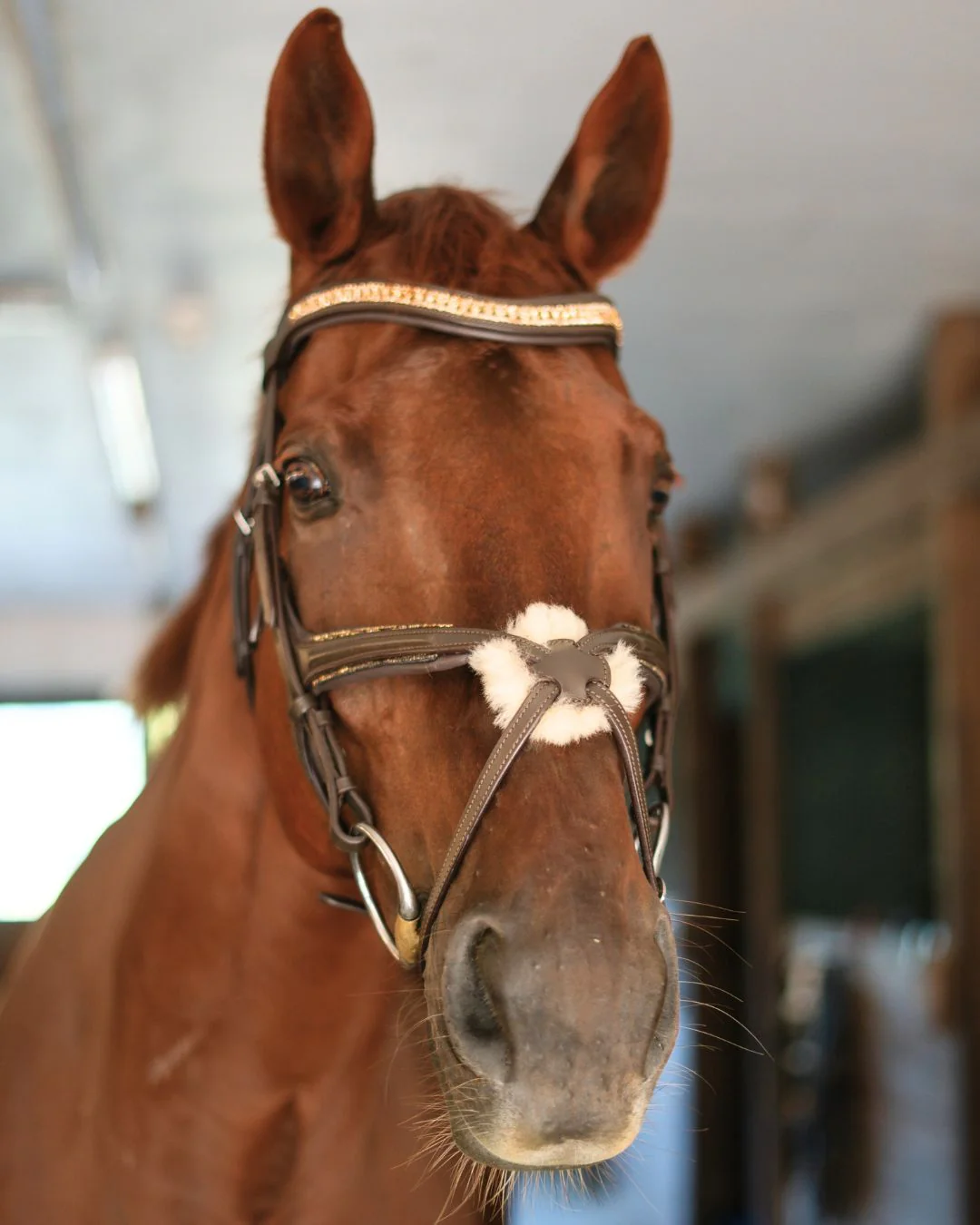 Hidden Flash!  Pro-fit Comfortable Bridle with Patent Noseband and Crystal Browband - Image 7