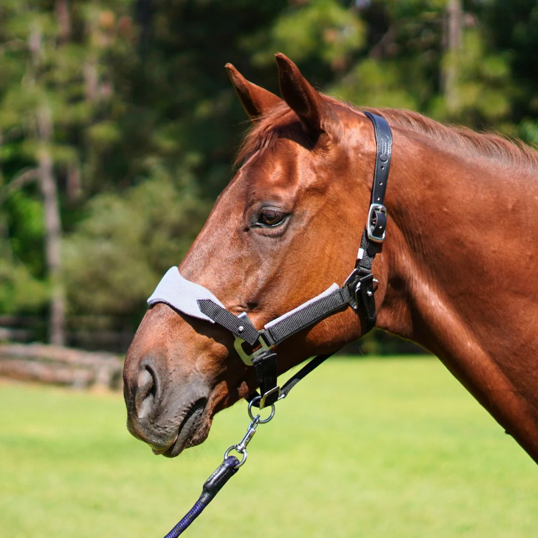 Magna Leather Breakaway Halter ™ in Black with Fleece Noseband