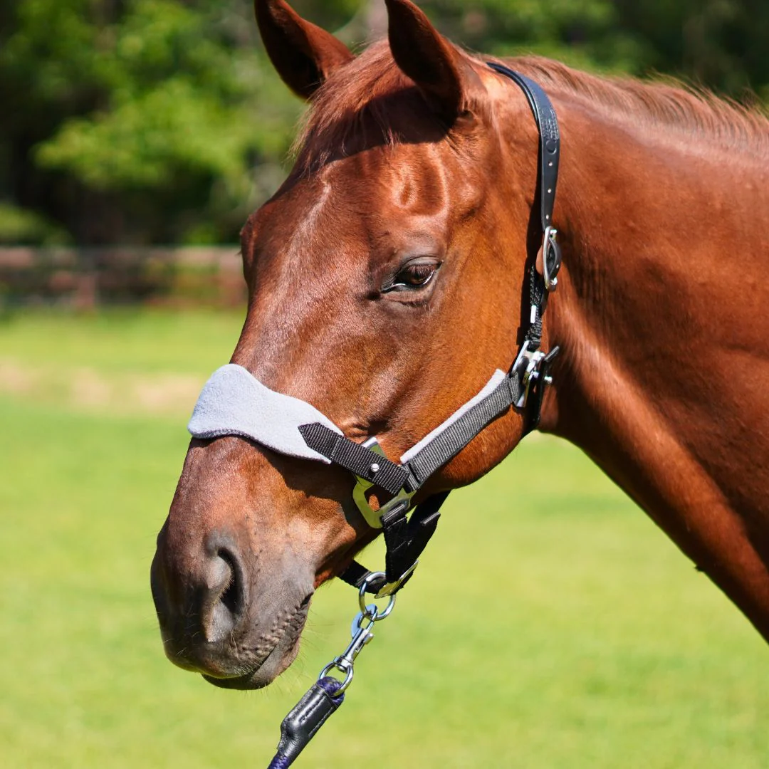 Magna Leather Breakaway Halter ™ in Black with Fleece Noseband - Image 3