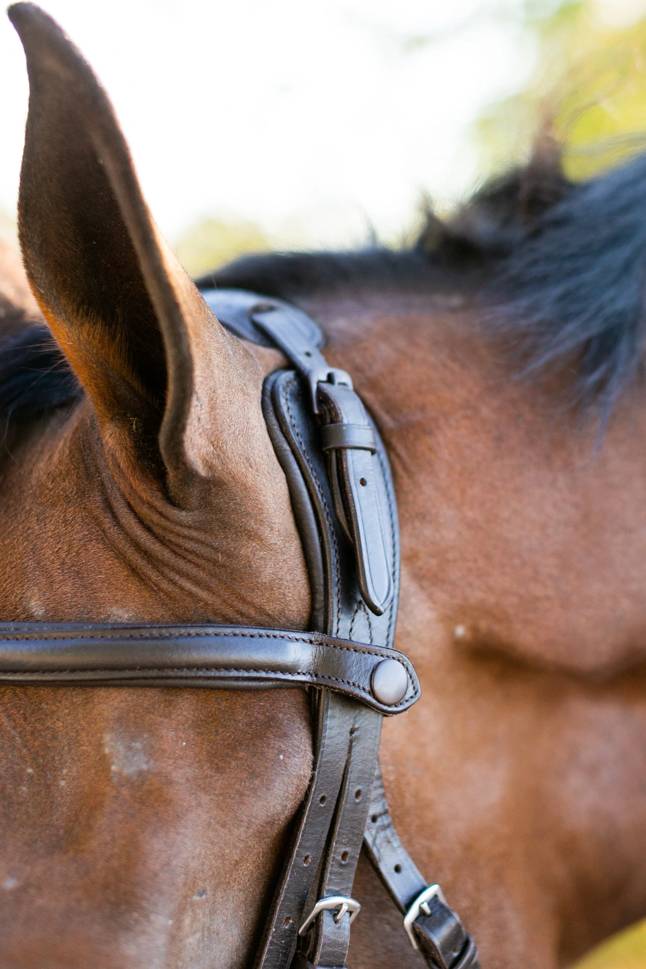 Noland Anatomical Schooling Bridle - Image 6