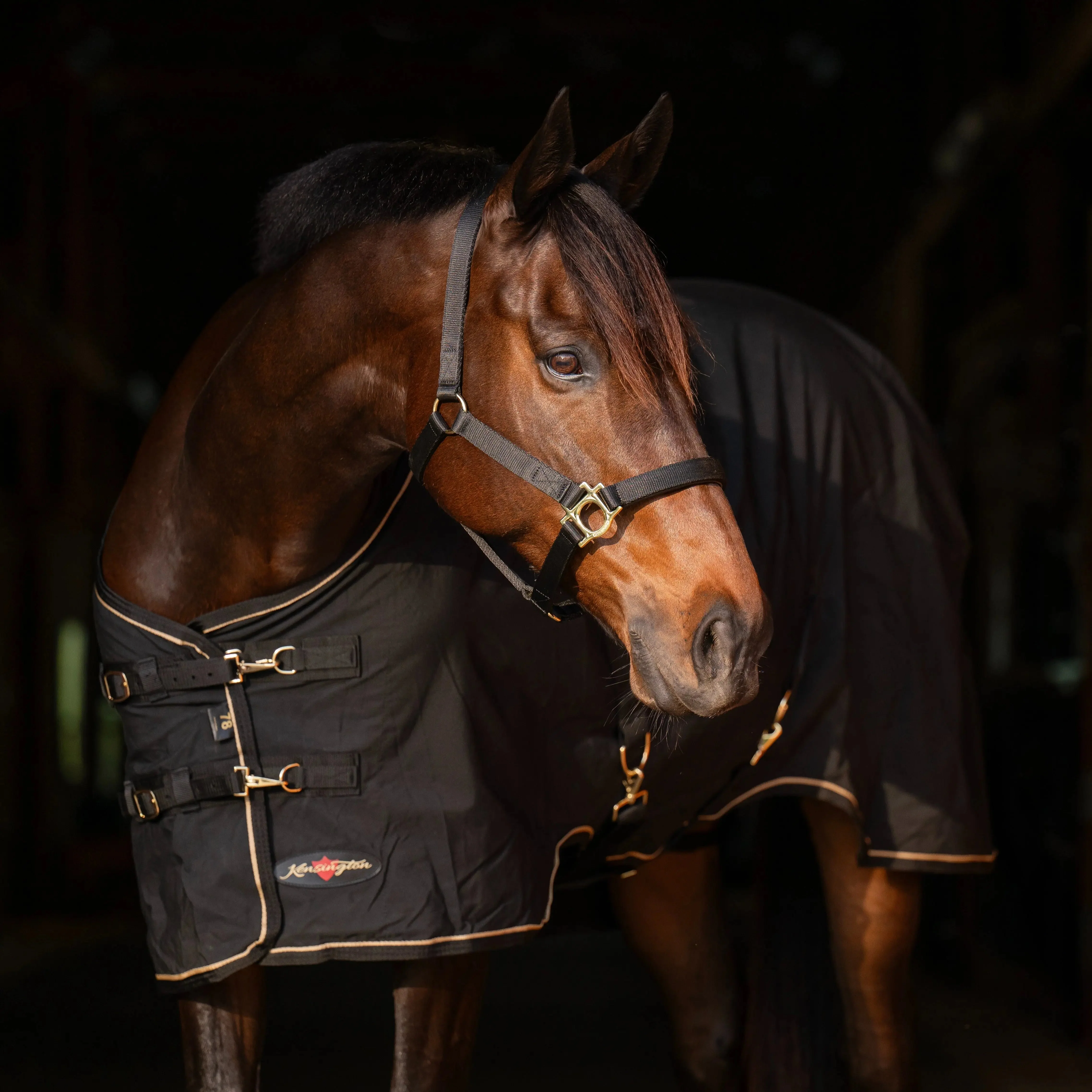Poly Cotton Stable Sheet - Image 6