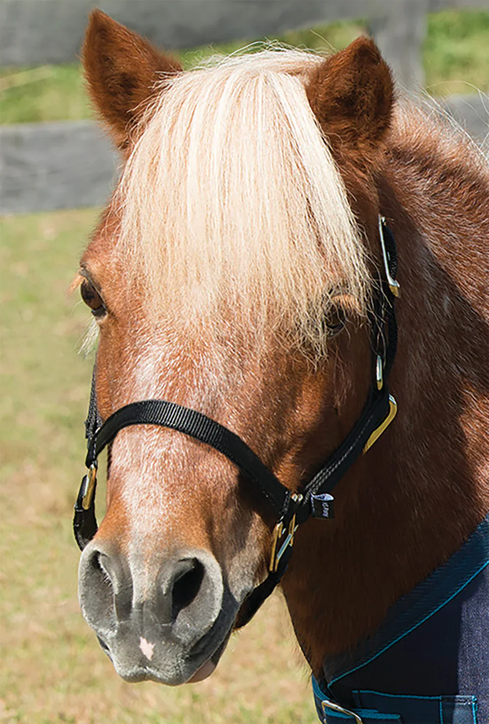 Shires Mini Topaz Halter