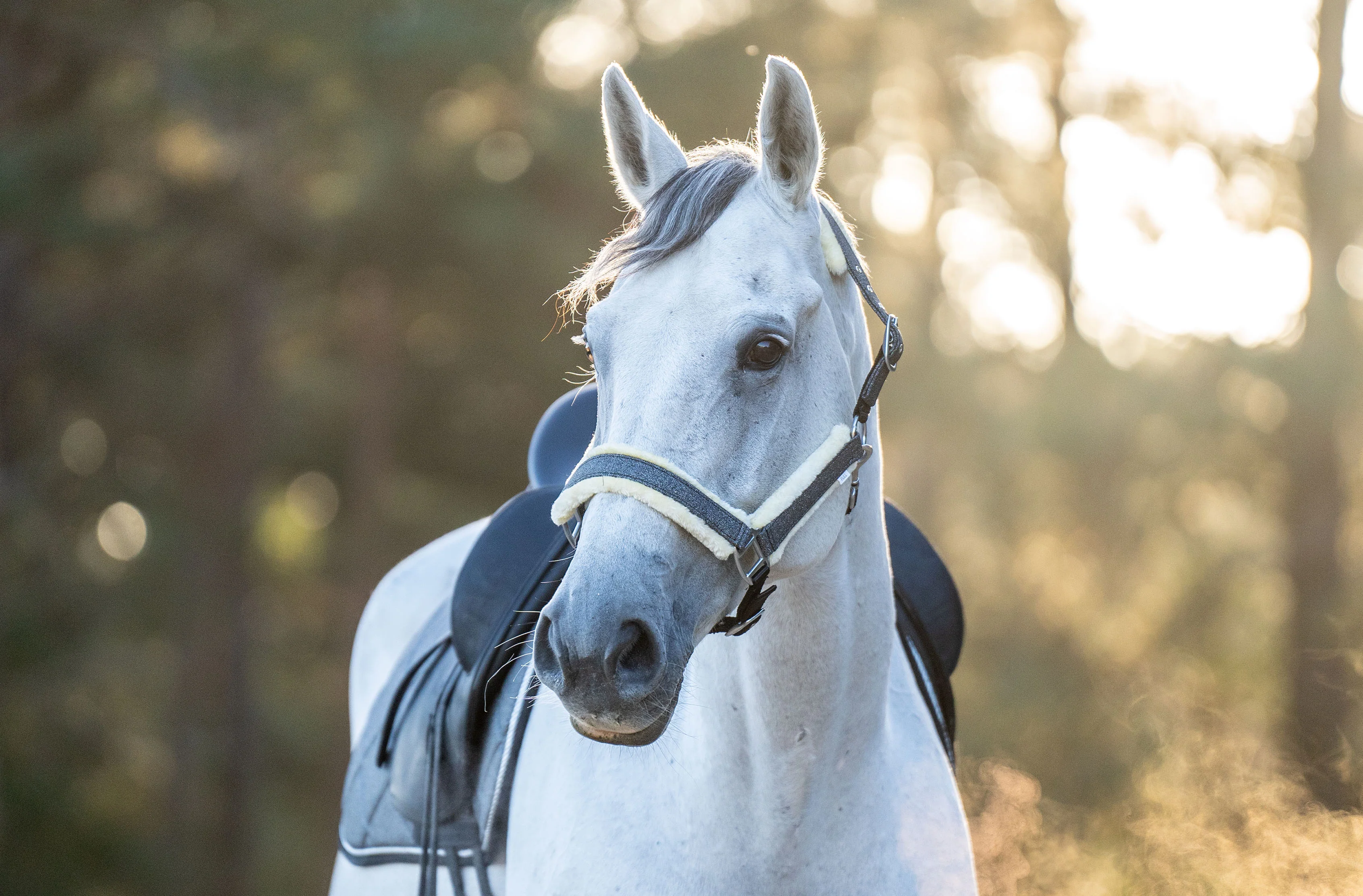 Stardust Grey Halter - Image 4