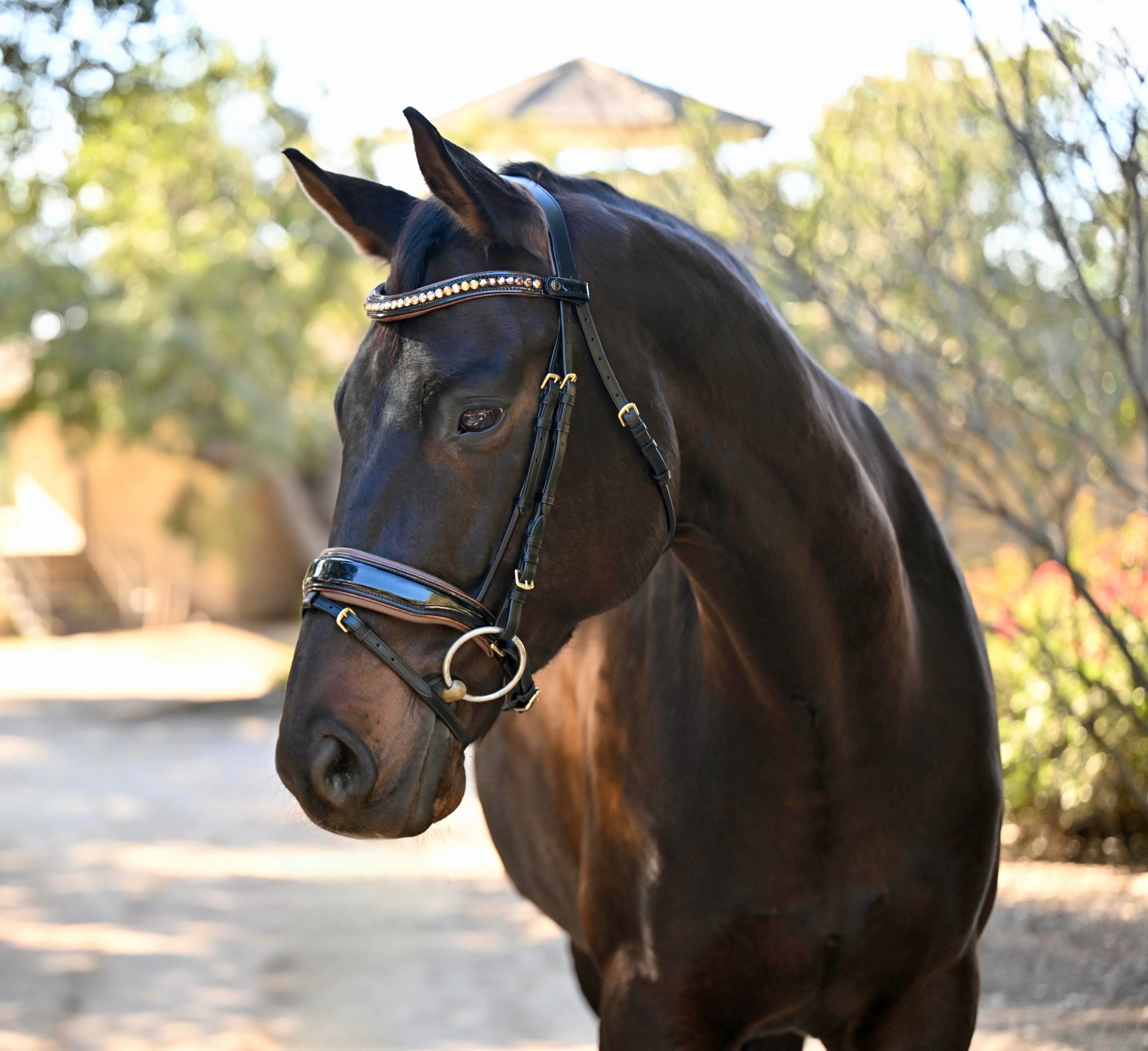 The Palermo Black Patent Leather Snaffle with Brown Padding - Image 6