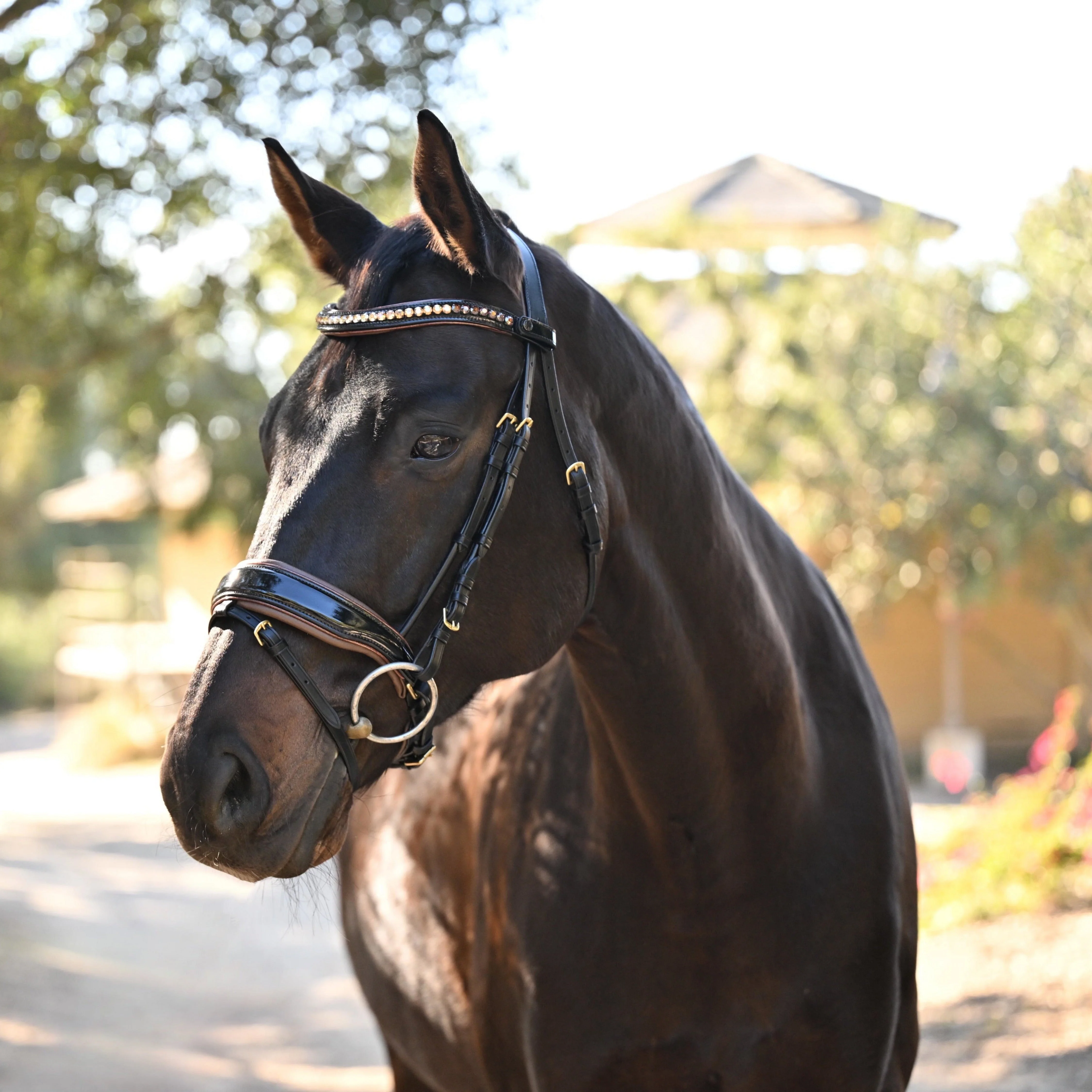 The Palermo Black Patent Leather Snaffle with Brown Padding - Image 8