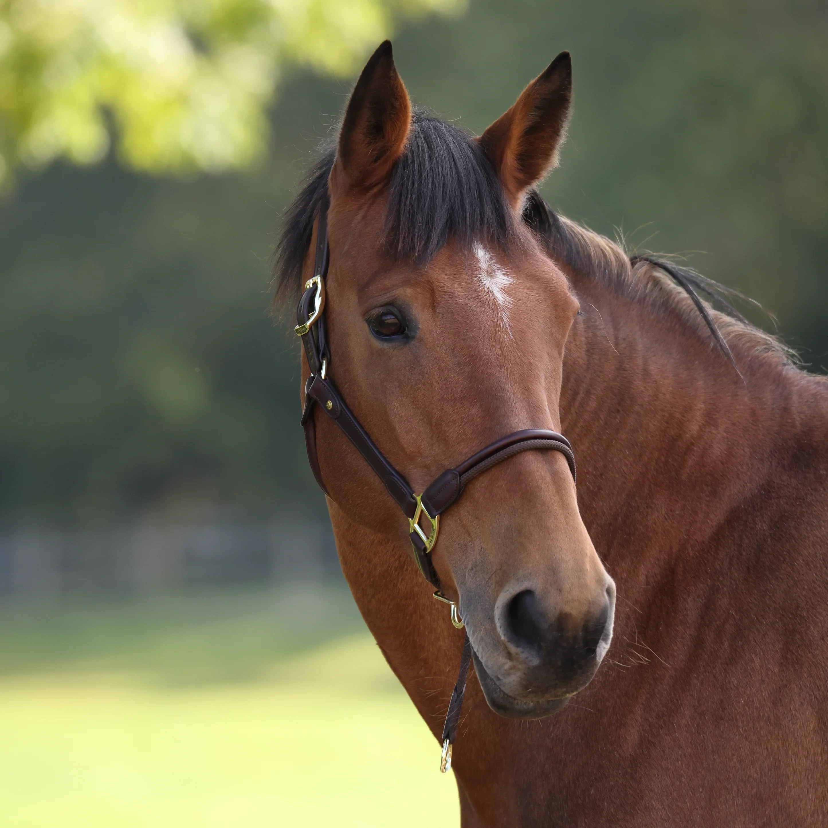 Velociti Lusso Soria Control Halter - Image 4